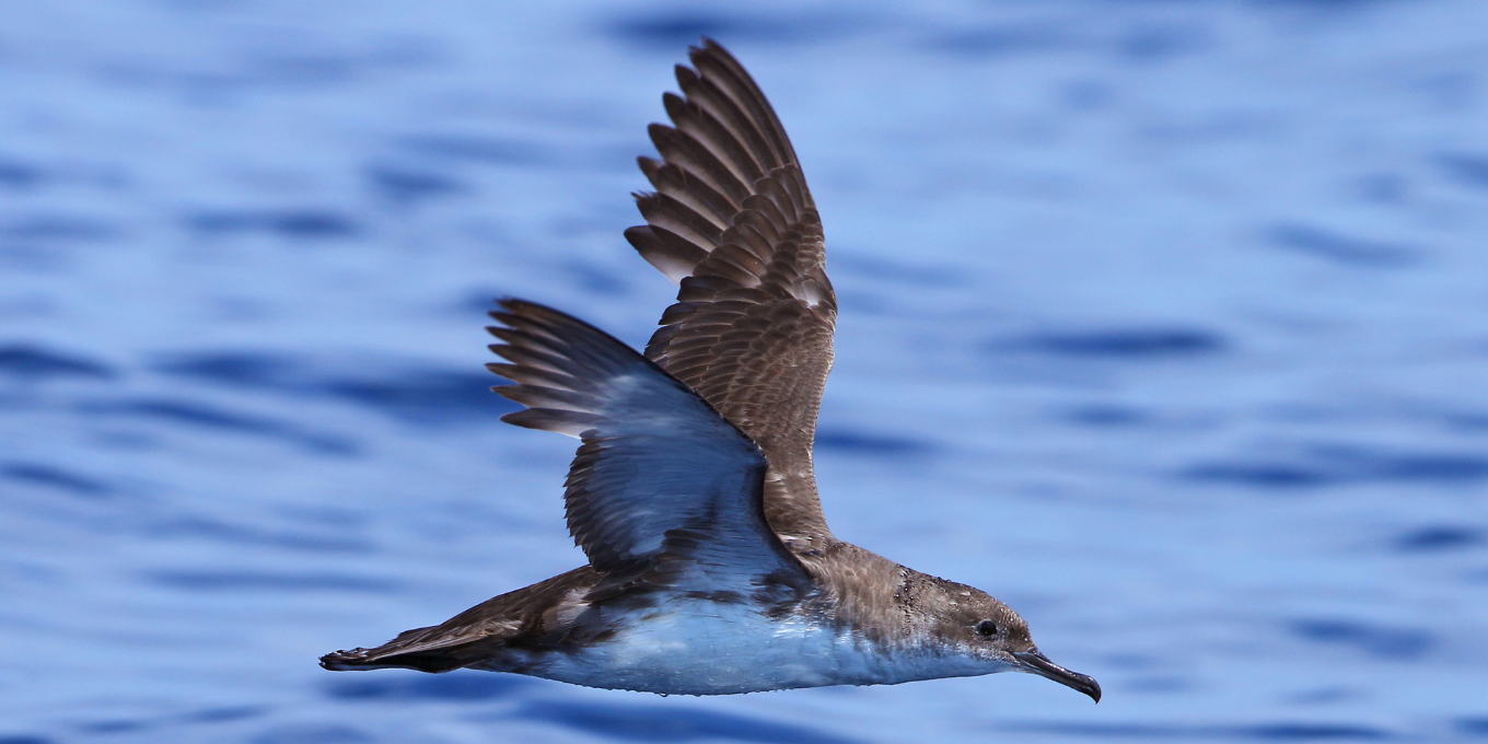 Le roman poétique au service du Centre de sauvegarde !